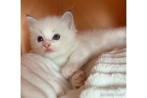 成約済の千葉県のラグドール-84089の8枚目