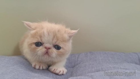 成約済の岐阜県のエキゾチックショートヘア-84100の6枚目