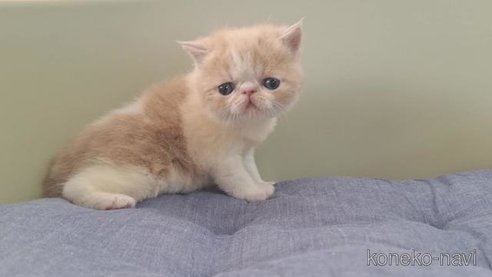 成約済の岐阜県のエキゾチックショートヘア-84100の5枚目