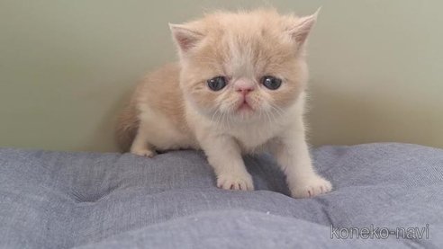 成約済の岐阜県のエキゾチックショートヘア-84100の3枚目