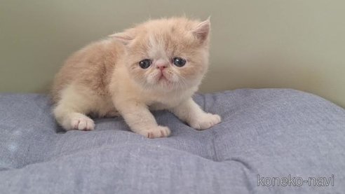 成約済の岐阜県のエキゾチックショートヘア-84100の4枚目