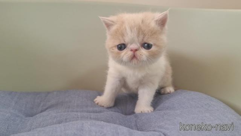 成約済の岐阜県のエキゾチックショートヘア-84100の1枚目