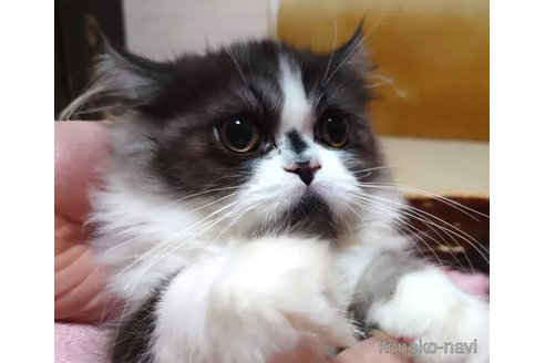 成約済の愛知県のその他の猫種-84102の5枚目