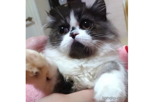 成約済の愛知県のその他の猫種-84102の4枚目