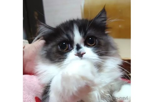 成約済の愛知県のその他の猫種-84102の3枚目