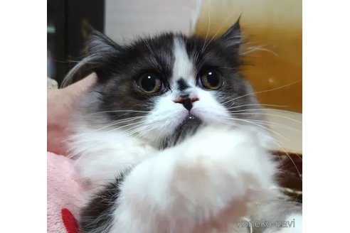 成約済の愛知県のその他の猫種-84102の2枚目