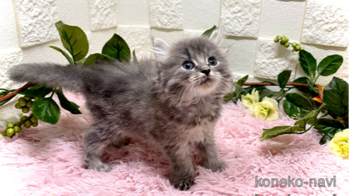 成約済の埼玉県のアメリカンカール-84124の1枚目