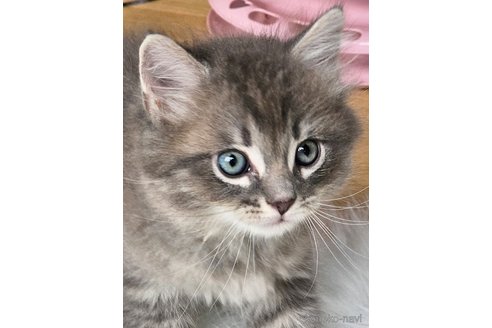 成約済の埼玉県のサイベリアン-82556の4枚目