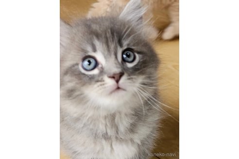 成約済の埼玉県のサイベリアン-82556の3枚目