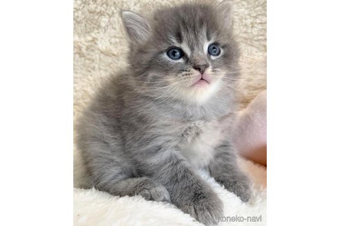 成約済の埼玉県のサイベリアン-82556の2枚目