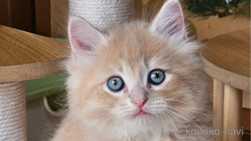 成約済の埼玉県のサイベリアン-79615の3枚目