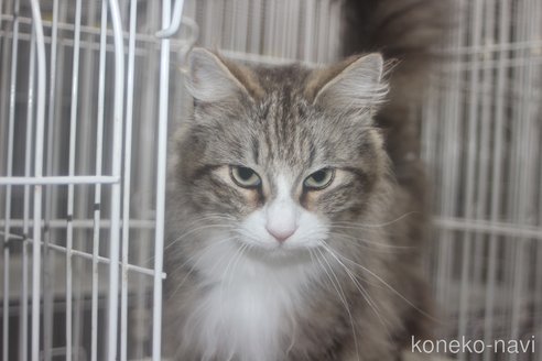 成約済の北海道のノルウェージャンフォレストキャット-84160の2枚目