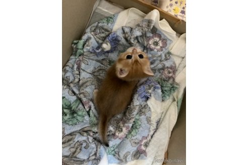 成約済の三重県のブリティッシュショートヘア-84283の10枚目