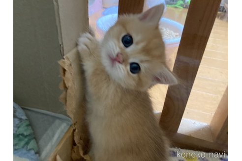 成約済の三重県のブリティッシュショートヘア-84285の6枚目