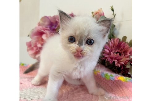 成約済の千葉県のラグドール-84299の5枚目