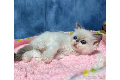 成約済の千葉県のラグドール-84299の2枚目