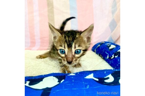 成約済の静岡県のベンガル-83164の20枚目