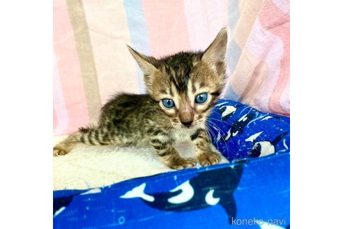 成約済の静岡県のベンガル-83164の19枚目