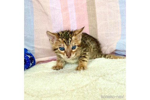 成約済の静岡県のベンガル-83163の26枚目