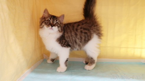 成約済の東京都のスコティッシュフォールド-77409の7枚目