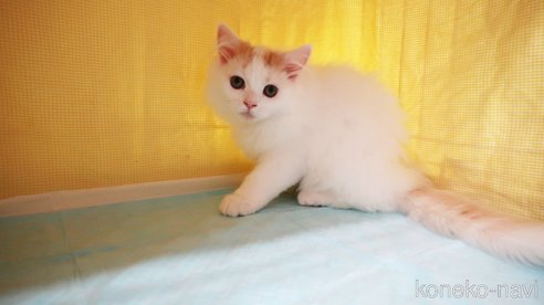 成約済の東京都のマンチカン-77410の3枚目