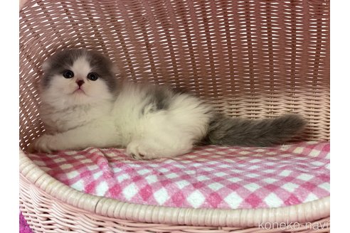 成約済の福岡県のスコティッシュフォールド-82447の2枚目