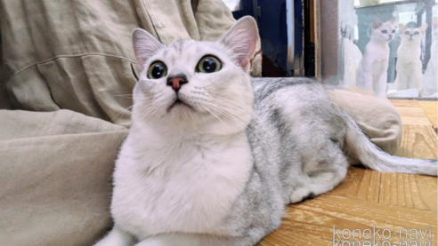 Bercyくん1枚目