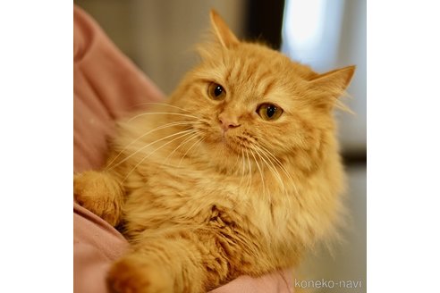 むぎ茶ちゃん1枚目