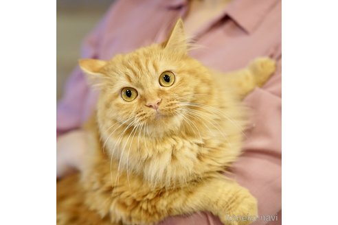 むぎ茶ちゃん1枚目