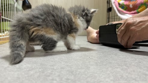 成約済の鹿児島県のラガマフィン-84462の5枚目