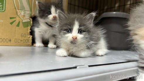 鹿児島県のラガマフィン|男の子・2024/04/14生まれ・ハチワレ美 鹿児島県のラガマフィン|男の子・2024/04/14生まれ・ハチワレ美