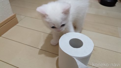 成約済の広島県のその他の猫種-79155の25枚目