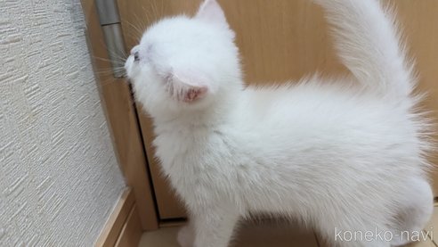 成約済の広島県のその他の猫種-79155の26枚目