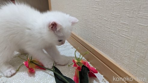 成約済の広島県のその他の猫種-79155の27枚目