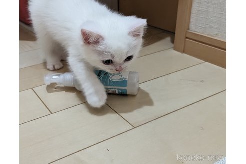 成約済の広島県のその他の猫種-79155の28枚目