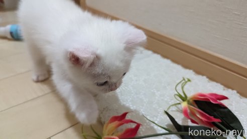 成約済の広島県のその他の猫種-79155の23枚目