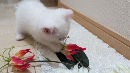 成約済の広島県のその他の猫種-79155の24枚目