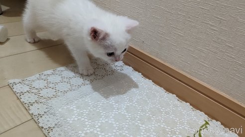 成約済の広島県のその他の猫種-79155の20枚目