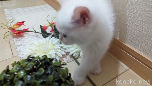 成約済の広島県のその他の猫種-79155の21枚目