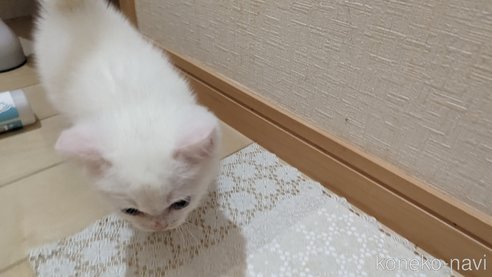 成約済の広島県のその他の猫種-79155の22枚目