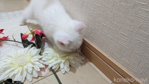 成約済の広島県のその他の猫種-79155の18枚目