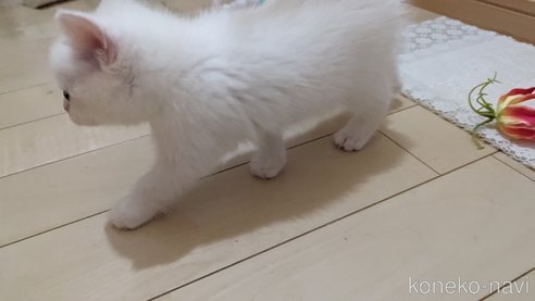 成約済の広島県のその他の猫種-79155の19枚目