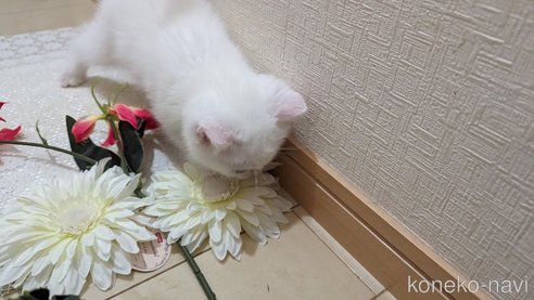 成約済の広島県のその他の猫種-79155の17枚目