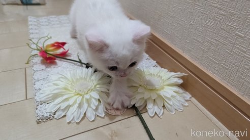 成約済の広島県のその他の猫種-79155の16枚目