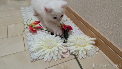 成約済の広島県のその他の猫種-79155の15枚目