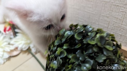 成約済の広島県のその他の猫種-79155の14枚目