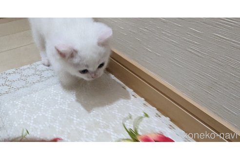 成約済の広島県のその他の猫種-79155の12枚目
