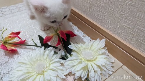 成約済の広島県のその他の猫種-79155の13枚目