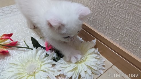 成約済の広島県のその他の猫種-79155の10枚目