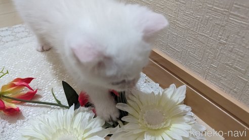 成約済の広島県のその他の猫種-79155の11枚目